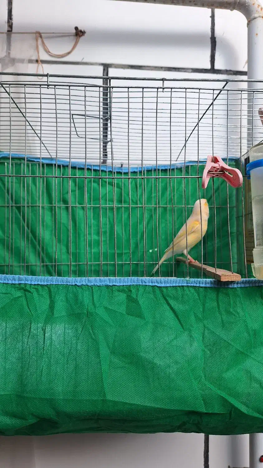 قناری ماده|پرنده|رشت, کوی طالقانی|دیوار