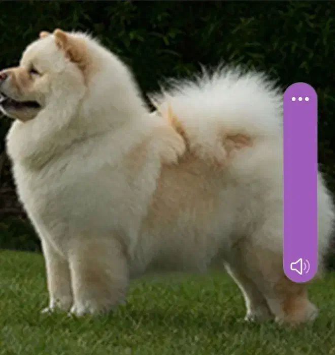 واگذاری سگ چاو چاو تربیت شده|سگ|قائمشهر, |دیوار