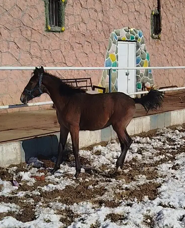 اسب مادیان کرد|اسب و تجهیزات اسب‌سواری|تبریز, |دیوار