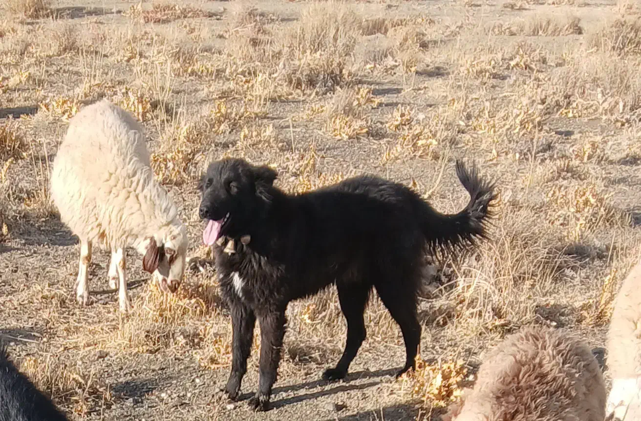 گمشده|سگ|خمین, |دیوار