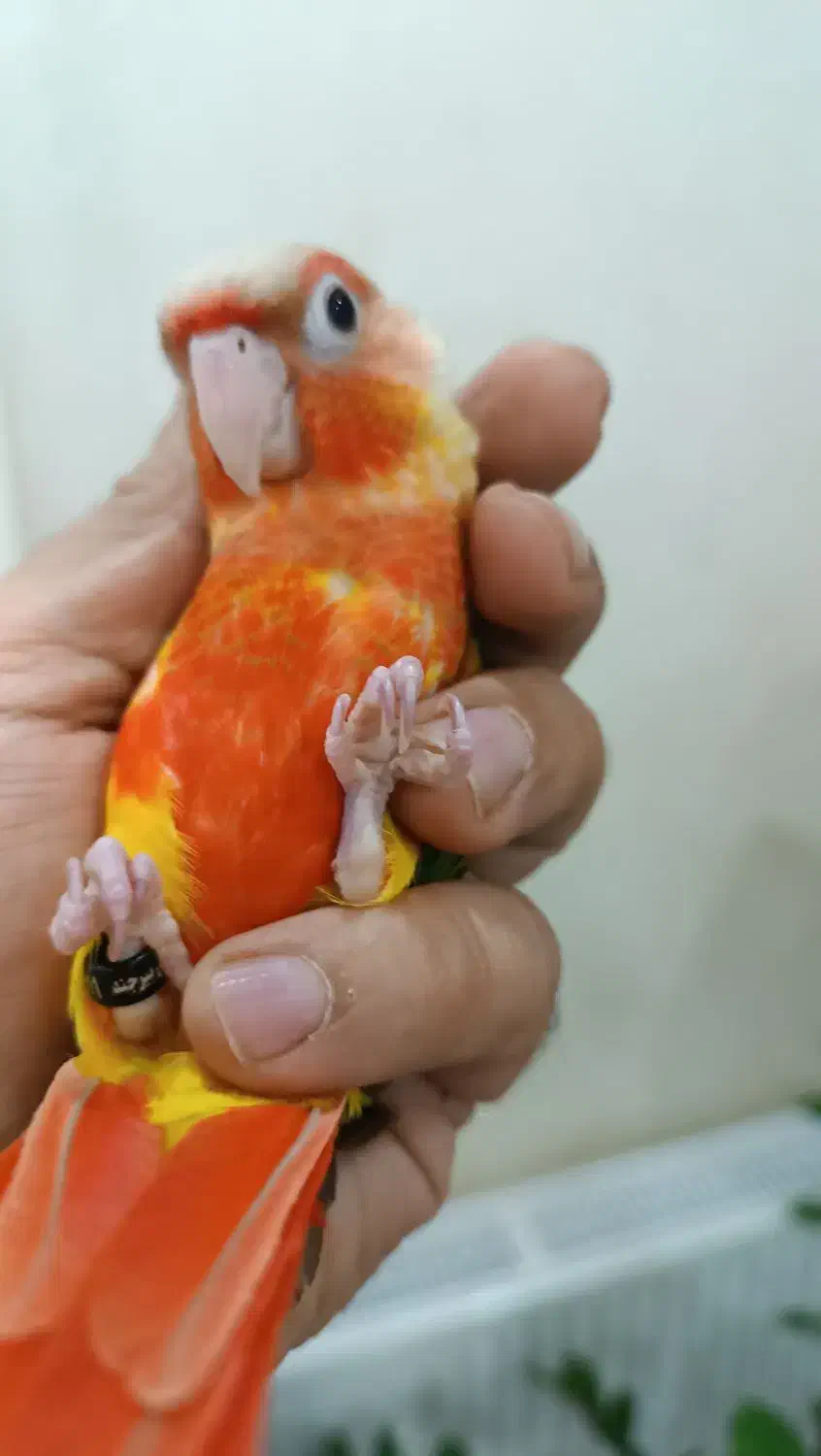 گرینچیک عروس هلندی ملنگو کتوله|پرنده|بیرجند, |دیوار