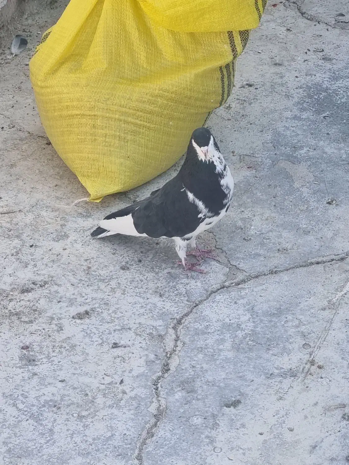 کبوتر|پرنده|زهک, |دیوار