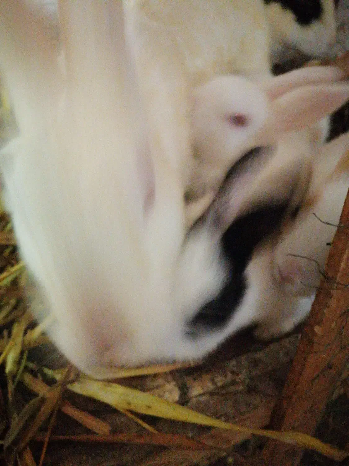 خرگوش|موش و خرگوش|اهواز, زرگان|دیوار