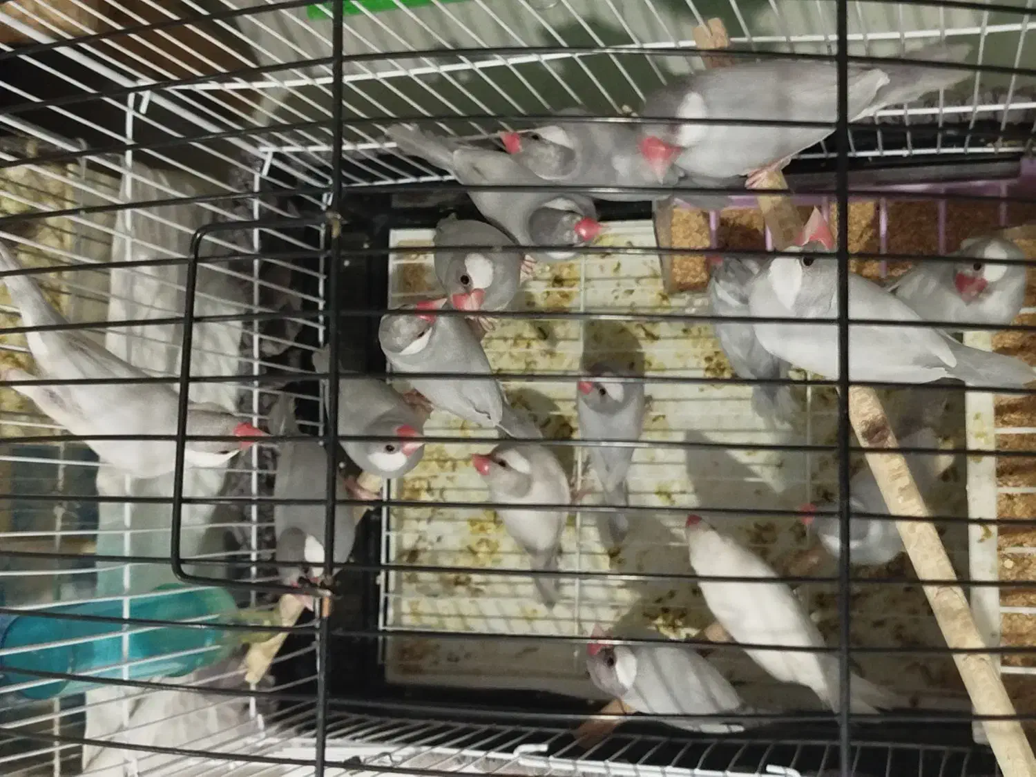 فنچ نرگسی|پرنده|شیراز, سرو|دیوار