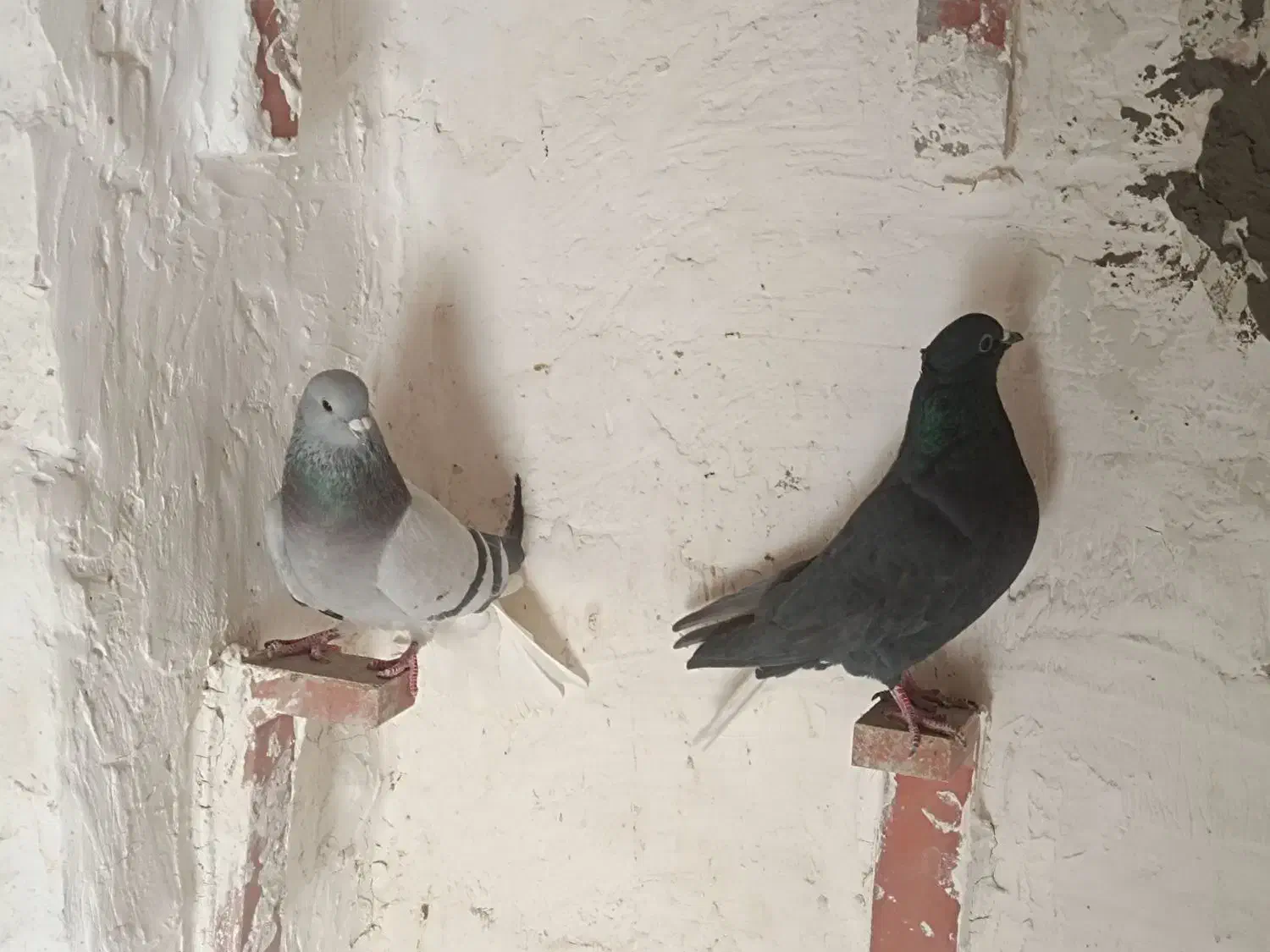 کفتر دم سفید|پرنده|کرمان, |دیوار