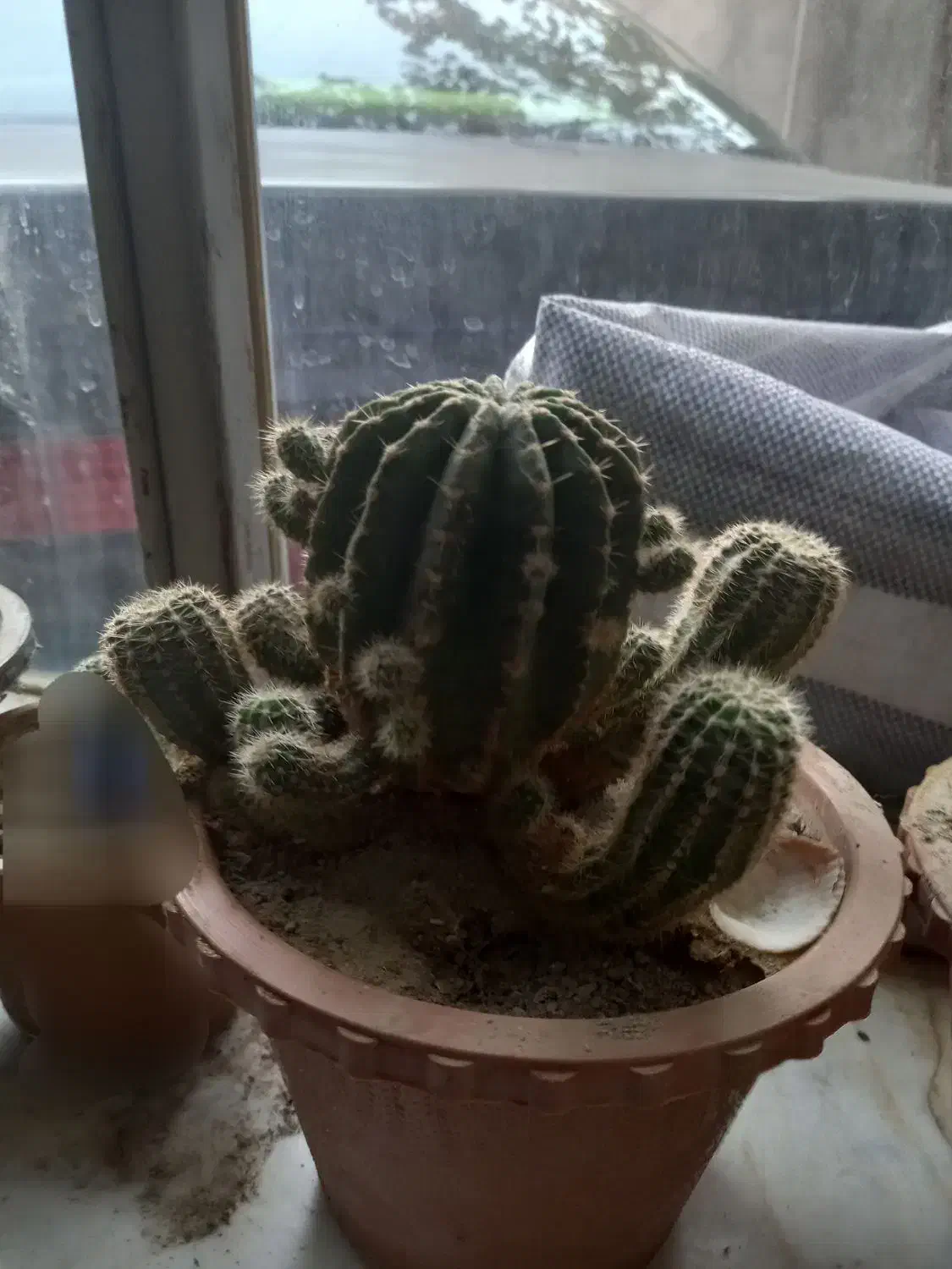 کاکتوس|گل و گیاه طبیعی|مراغه, |دیوار