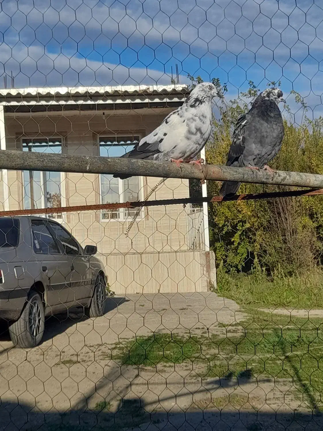 ۵ تا کبوتر فروشی|پرنده|بیله سوار, |دیوار