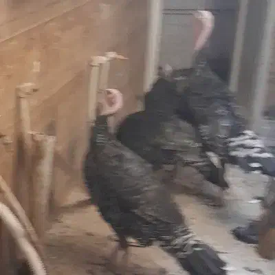 بوقلمون فروشی|حیوانات مزرعه|تربت جام, جامی|دیوار