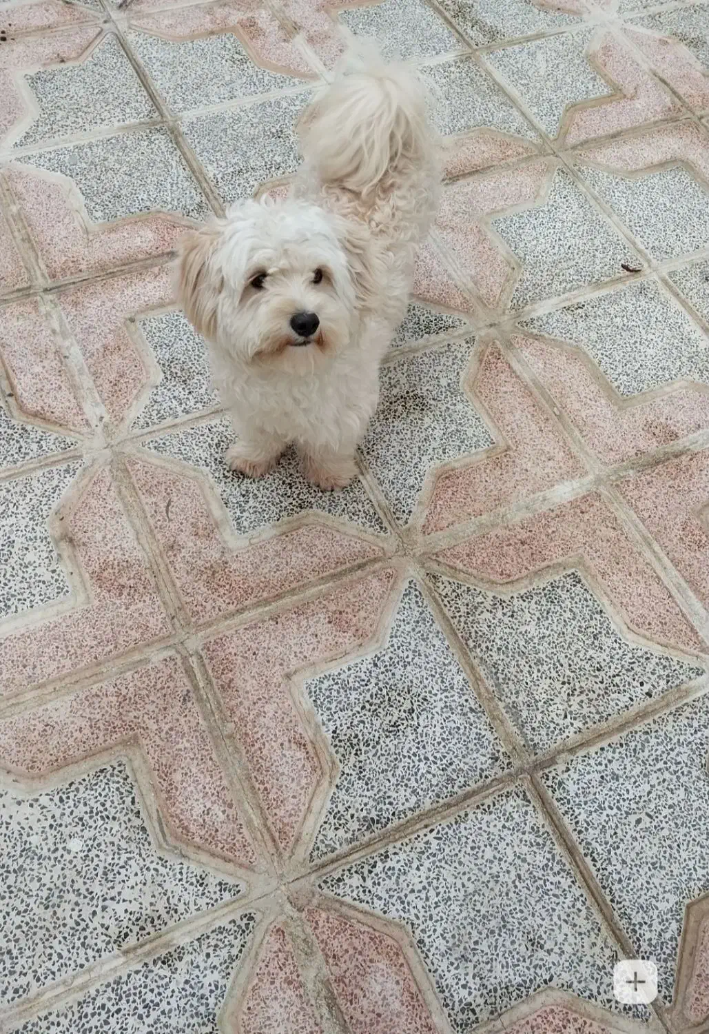 سگ باهوش نر|سگ|قره پشتلو, |دیوار