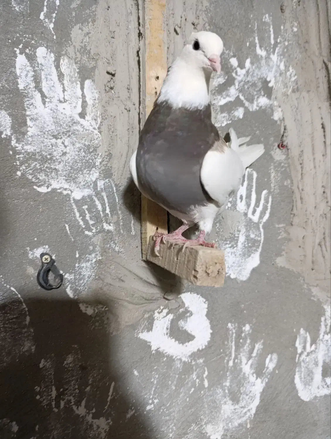 طوقی سرکه ای|پرنده|لردگان, |دیوار