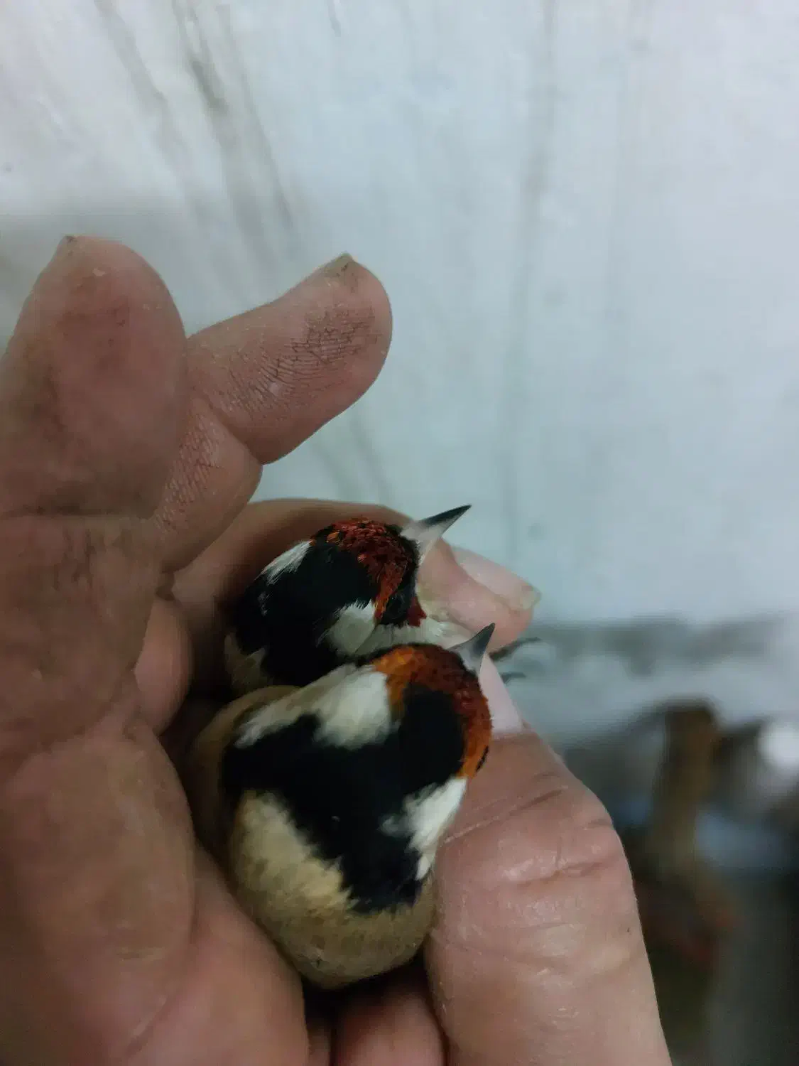 تعدادی سره نر و ماده|پرنده|بندر انزلی, آذربایجان|دیوار