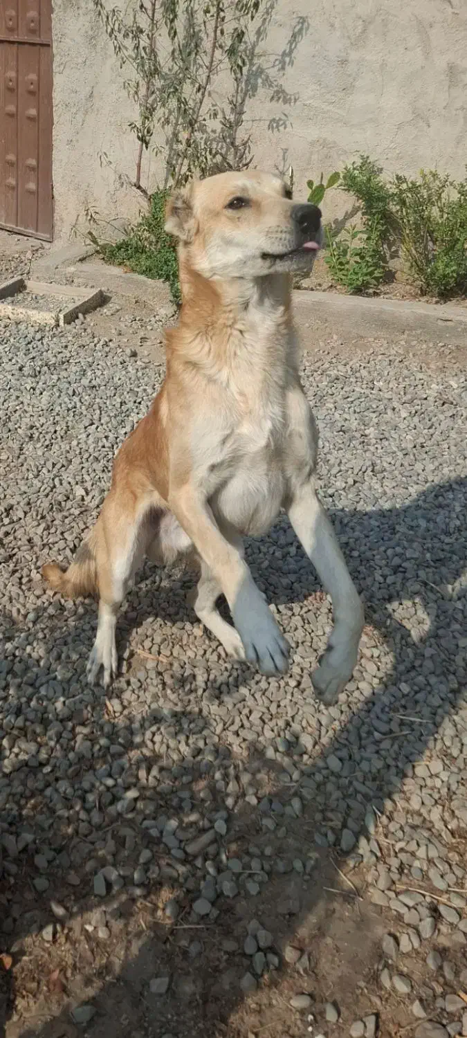 فروش سگ سرابی اصیل|سگ|پاکدشت, پاکدشت (مامازند)|دیوار