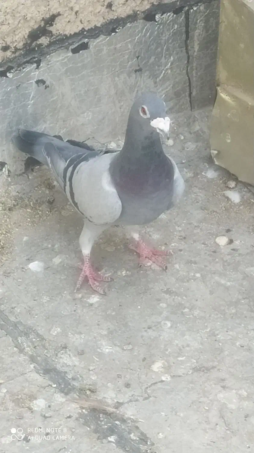 کبوتر پلاکی|پرنده|مرودشت, ژیان|دیوار