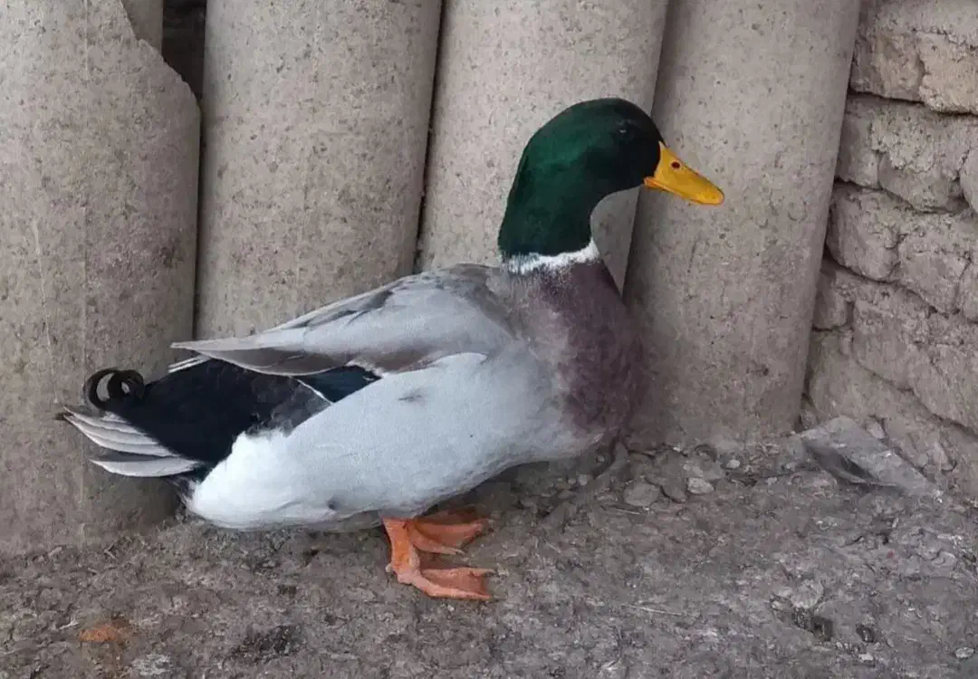 اردک های زیبا|حیوانات مزرعه|دوگنبدان, |دیوار