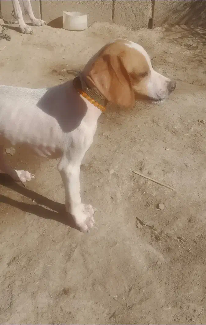 واگذار طوله|سگ|فراغی, |دیوار