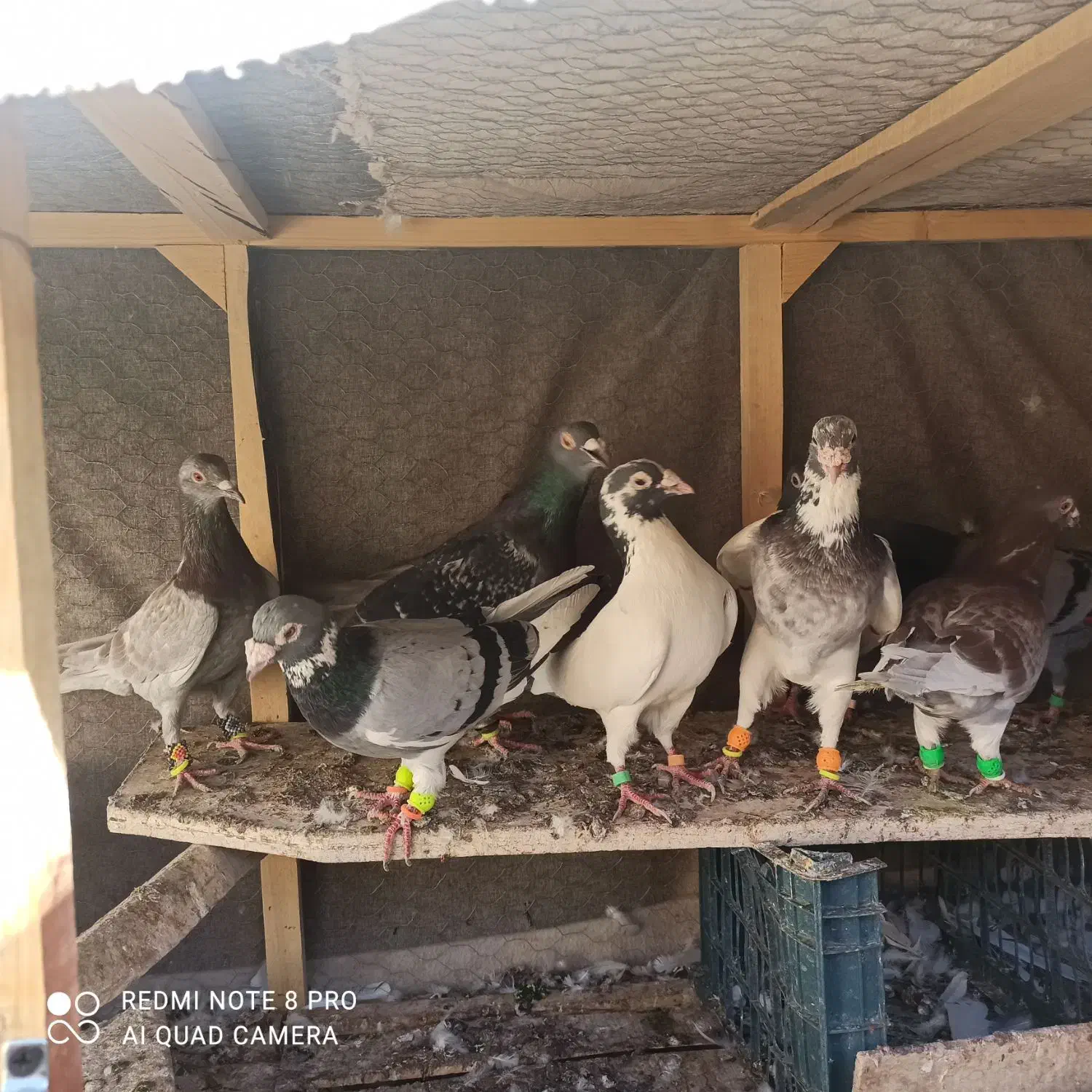 10عدد رنجر|پرنده|کاشمر, |دیوار