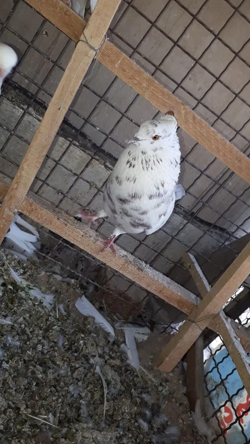 کفتر سالم پرشی|پرنده|تهران, مسعودیه|دیوار