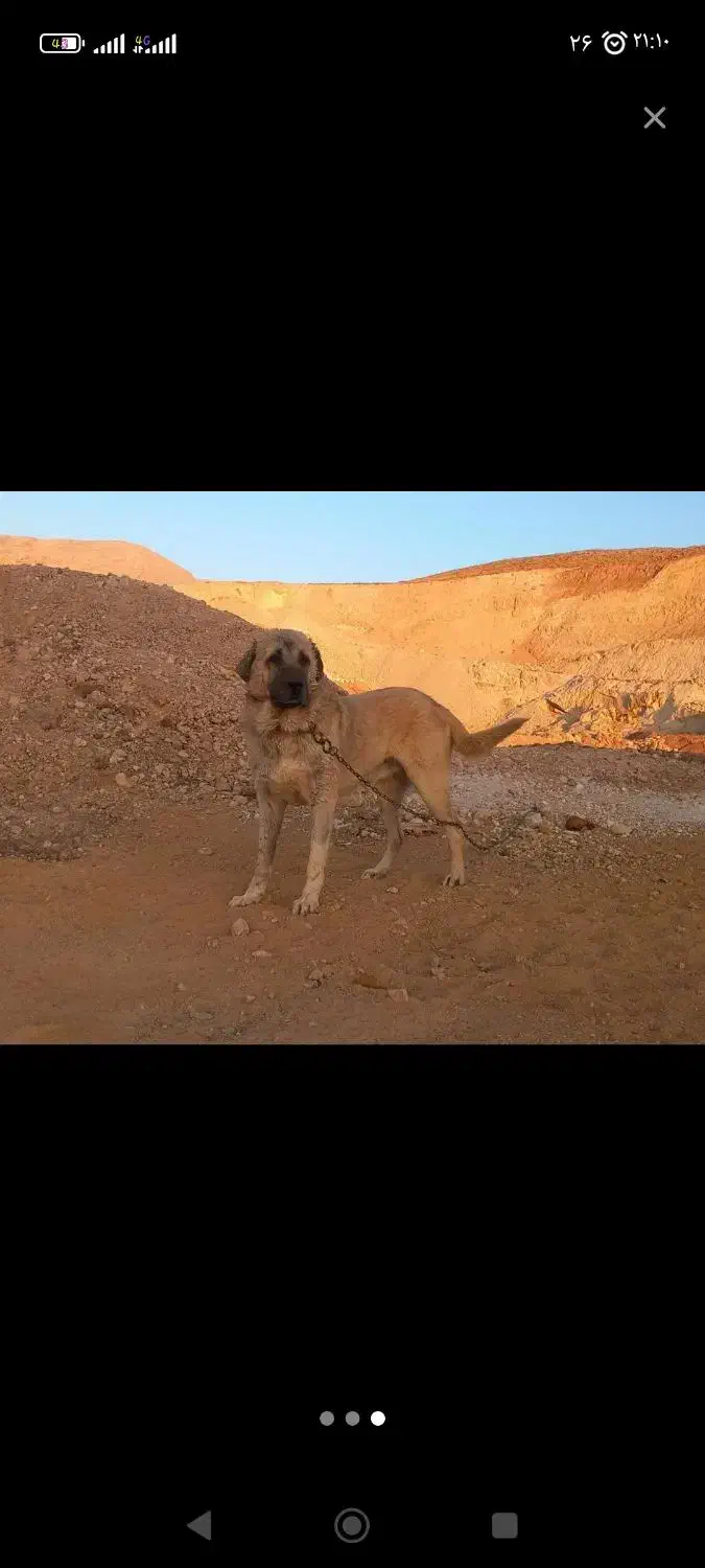 سگ عراقی|سگ|زنجان, |دیوار