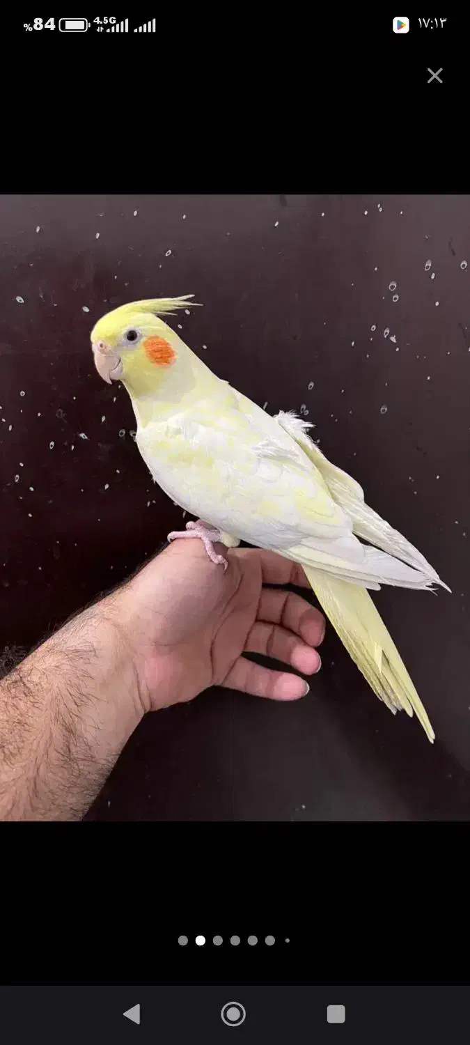 عروس هلندی ماده رام و دستی|پرنده|فومن, |دیوار