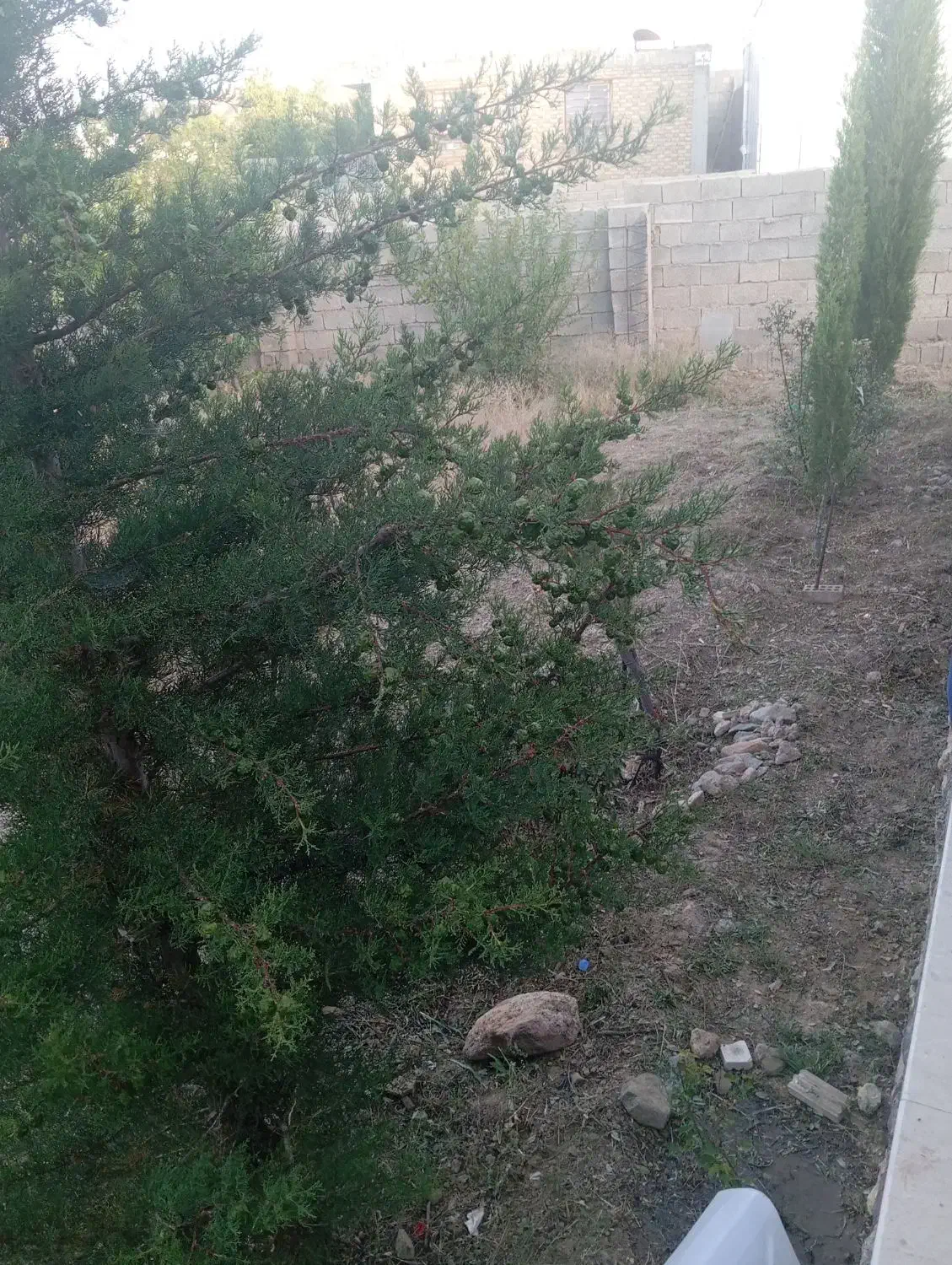 اجاره ربع هکتار پشتلر|اجارهٔ دفتر صنعتی، کشاورزی، تجاری|جیرفت, |دیوار