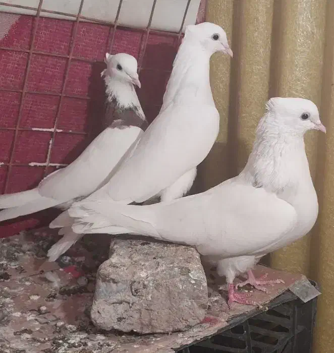 جفت طوقی با جوانه|پرنده|سرپل ذهاب, |دیوار