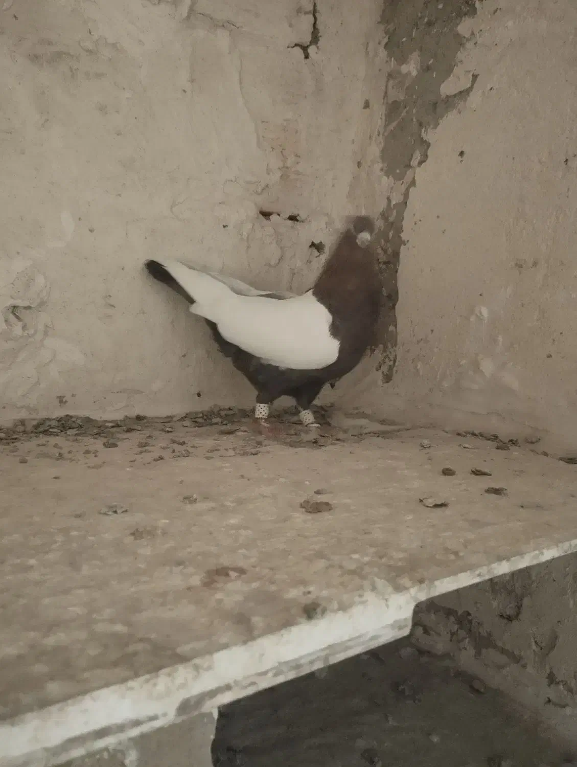 کفتر دورنگ دم سیاه نرمست شلاقی|پرنده|الوند, |دیوار