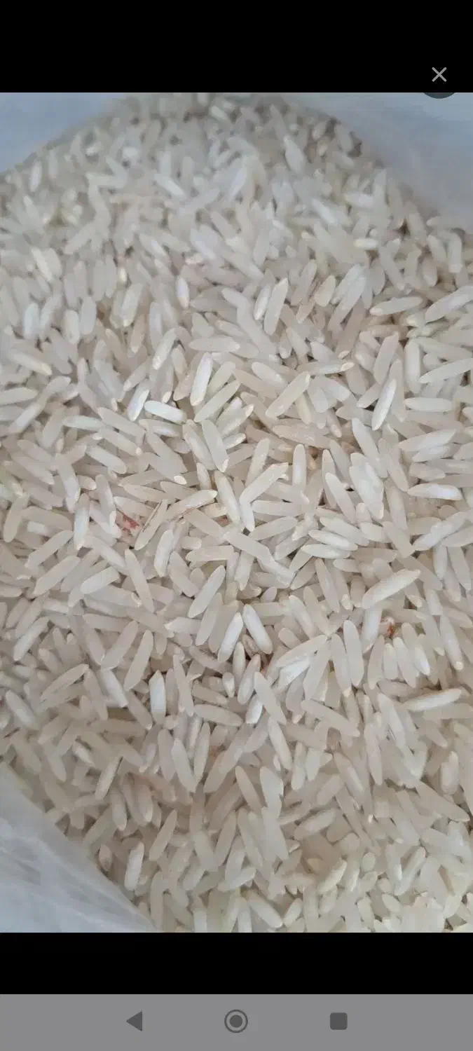 برنج  فجر برنج ضیغمی ممسنی نیم دانه کمفیروزی لوبیا|خوردنی و آشامیدنی|کازرون, |دیوار