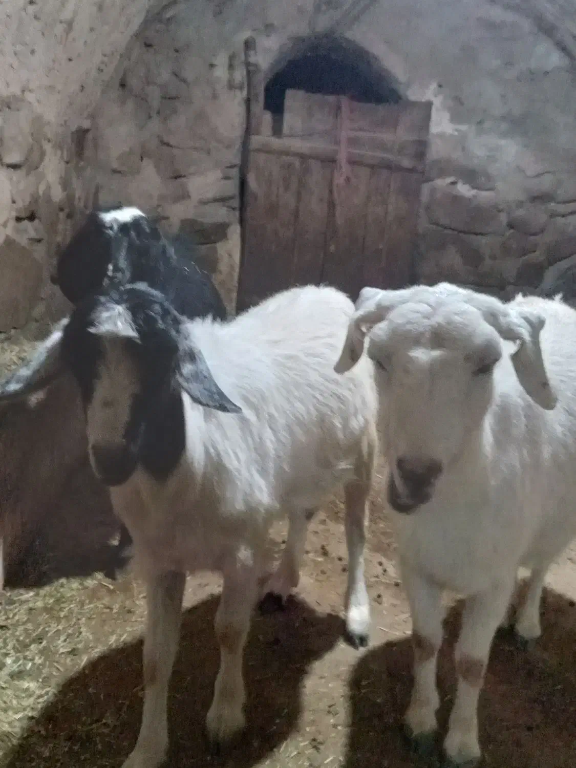 بزوبزغاله|حیوانات مزرعه|آبگرم, |دیوار