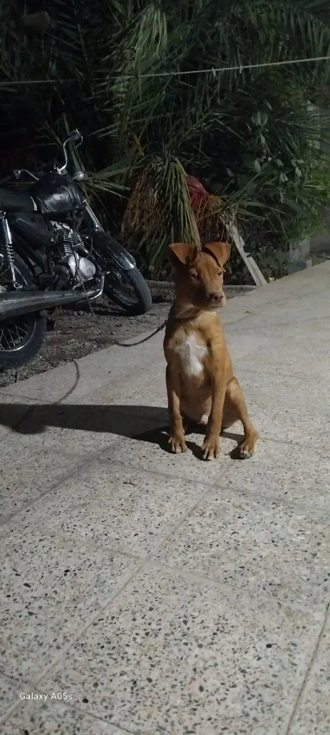 توله پیتبول ۶ ماهه|سگ|بم, |دیوار