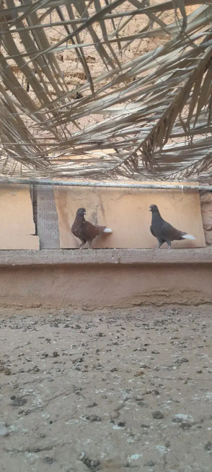 دم سفید|پرنده|زرند, |دیوار