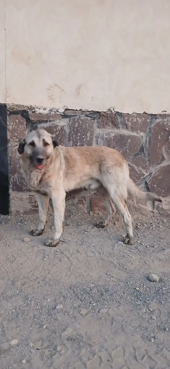 سگ نگهبان|سگ|بومهن, |دیوار