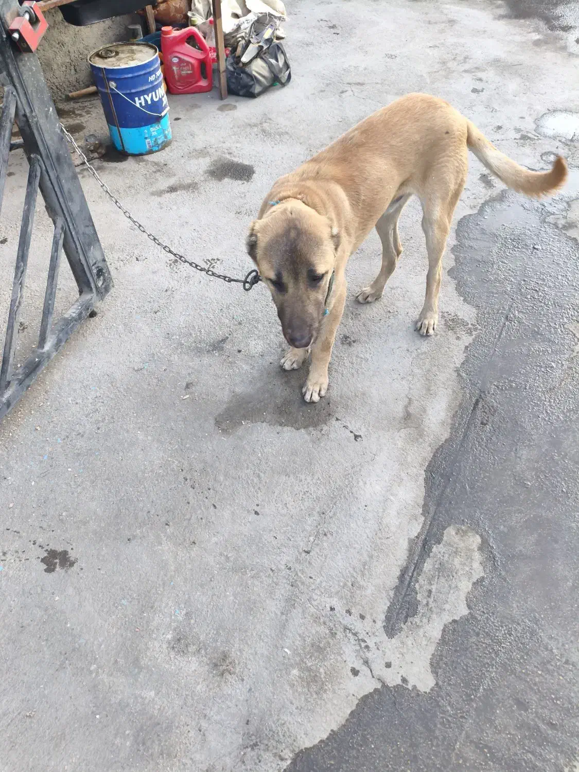 واگذاری سگ|سگ|بجنورد, |دیوار