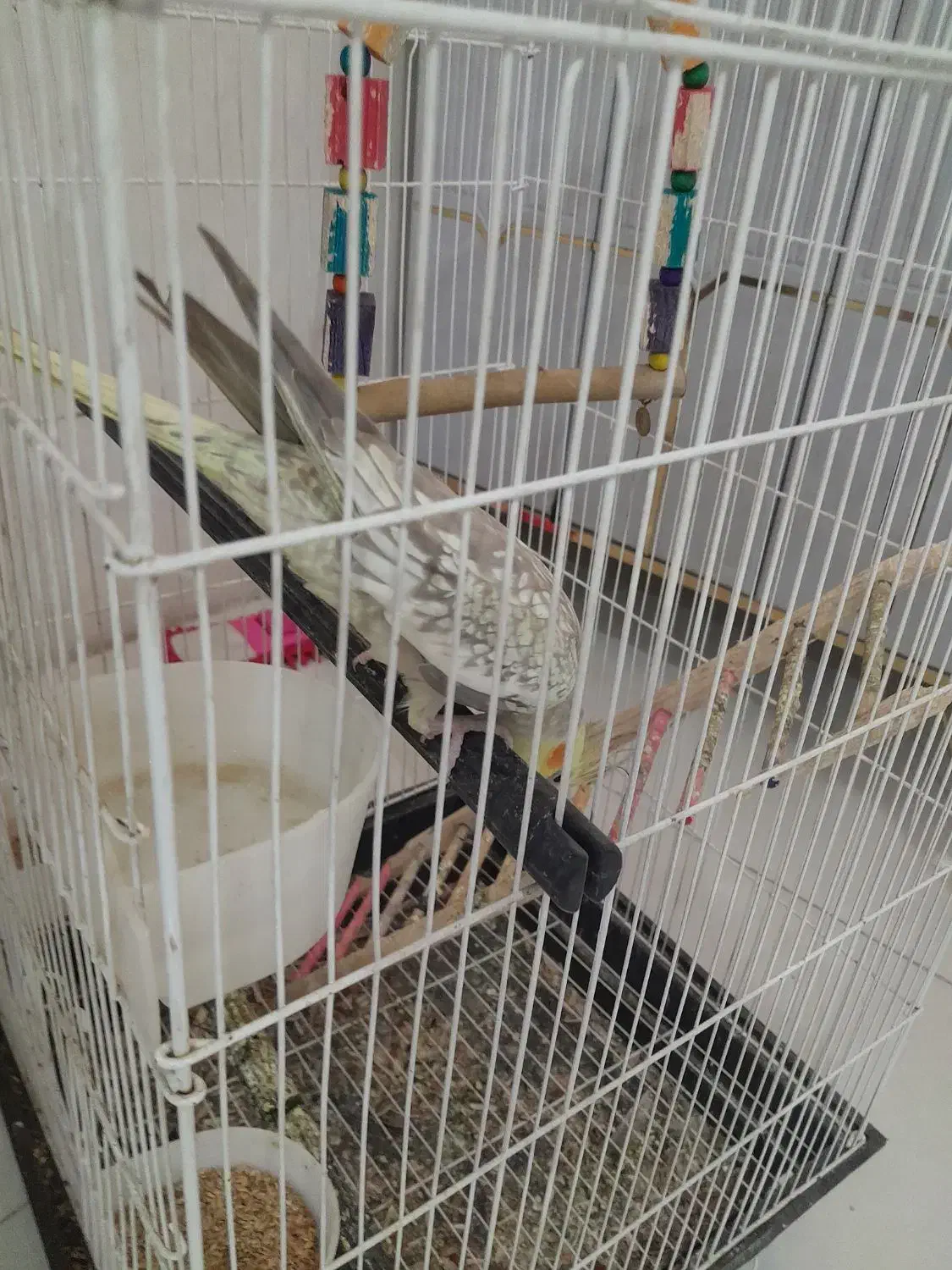 عروس هلندی ماده با قفس|پرنده|قدس, شهر‌قدس|دیوار