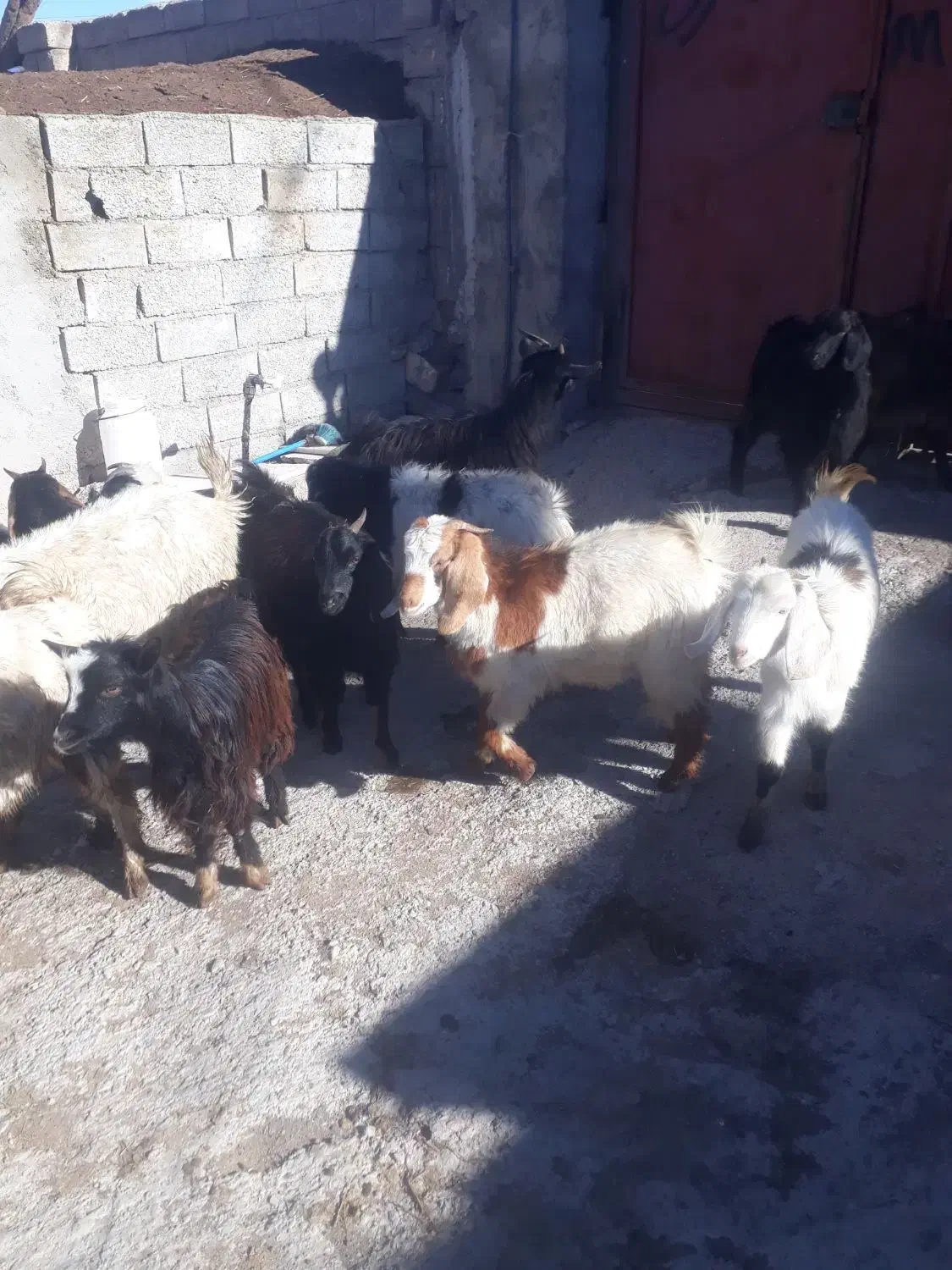 بزغاله|حیوانات مزرعه|هیر, |دیوار