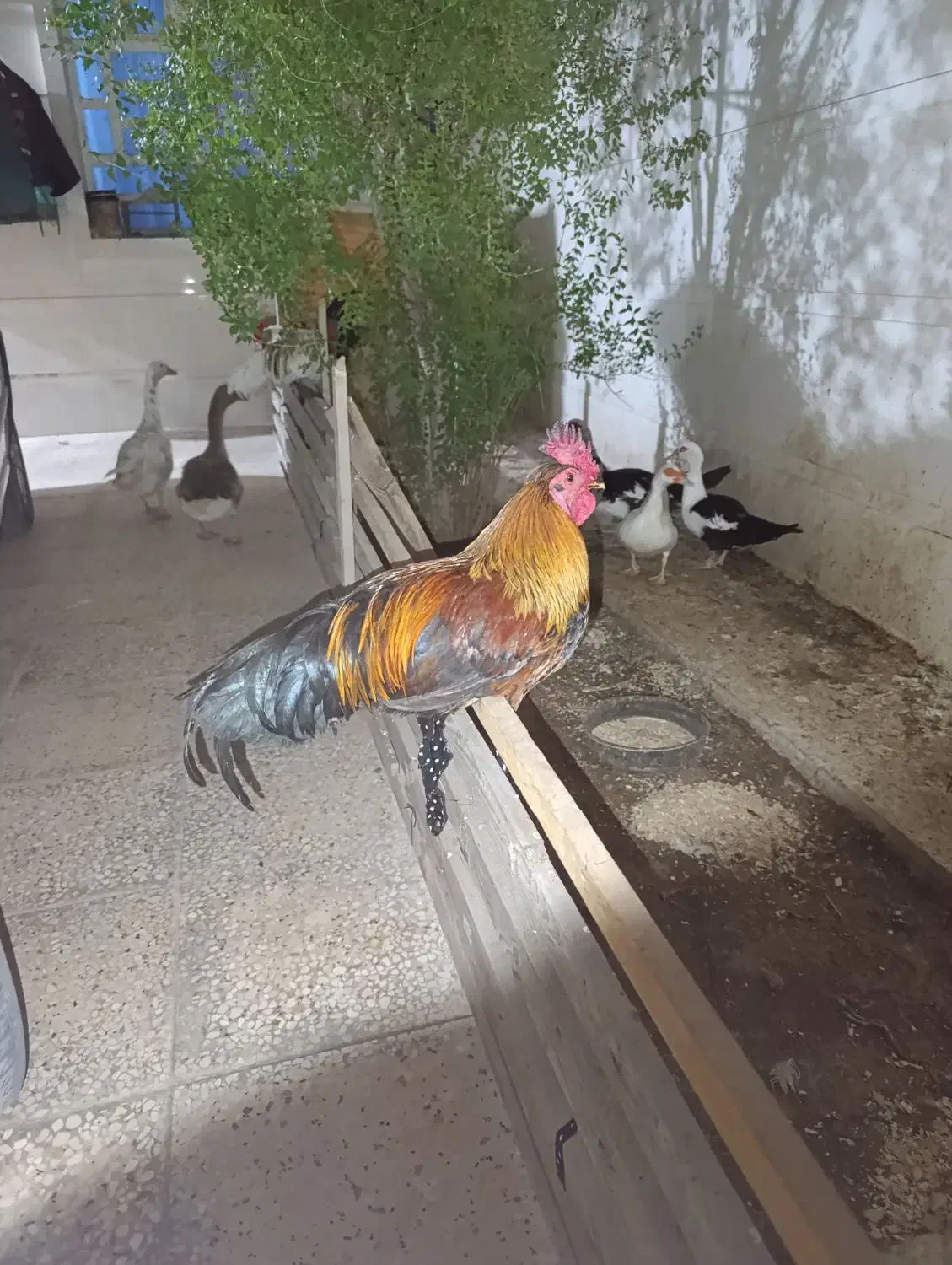 مرغ خروس قاز|حیوانات مزرعه|هندیجان, |دیوار