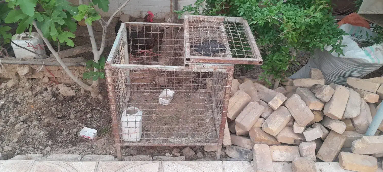 قفس|لوازم جانبی حیوانات|پیشوا, |دیوار