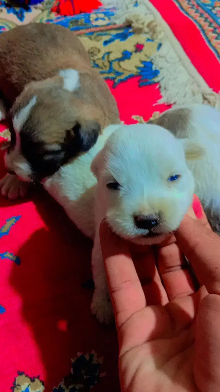 توله ناز و پشمالو|سگ|زابل, |دیوار