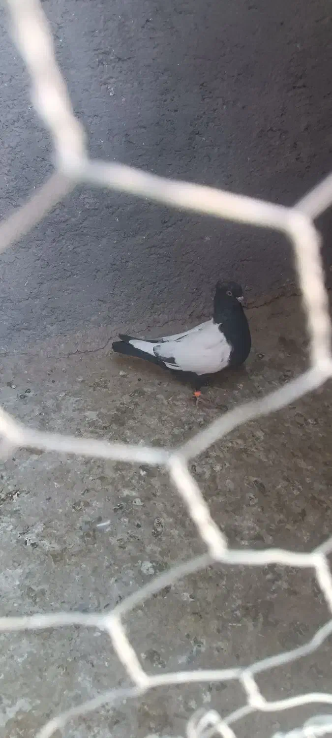 کبوتر|پرنده|تایباد, |دیوار