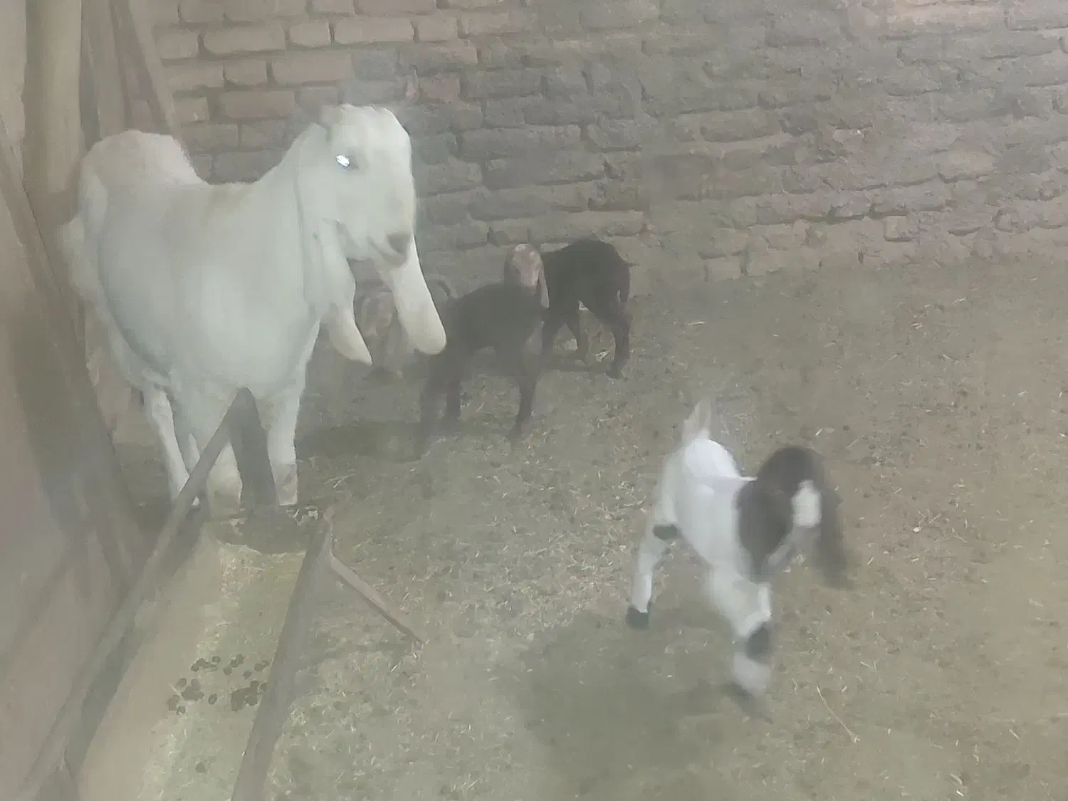 یک راس بز با سه بزغاله|حیوانات مزرعه|گناباد, |دیوار