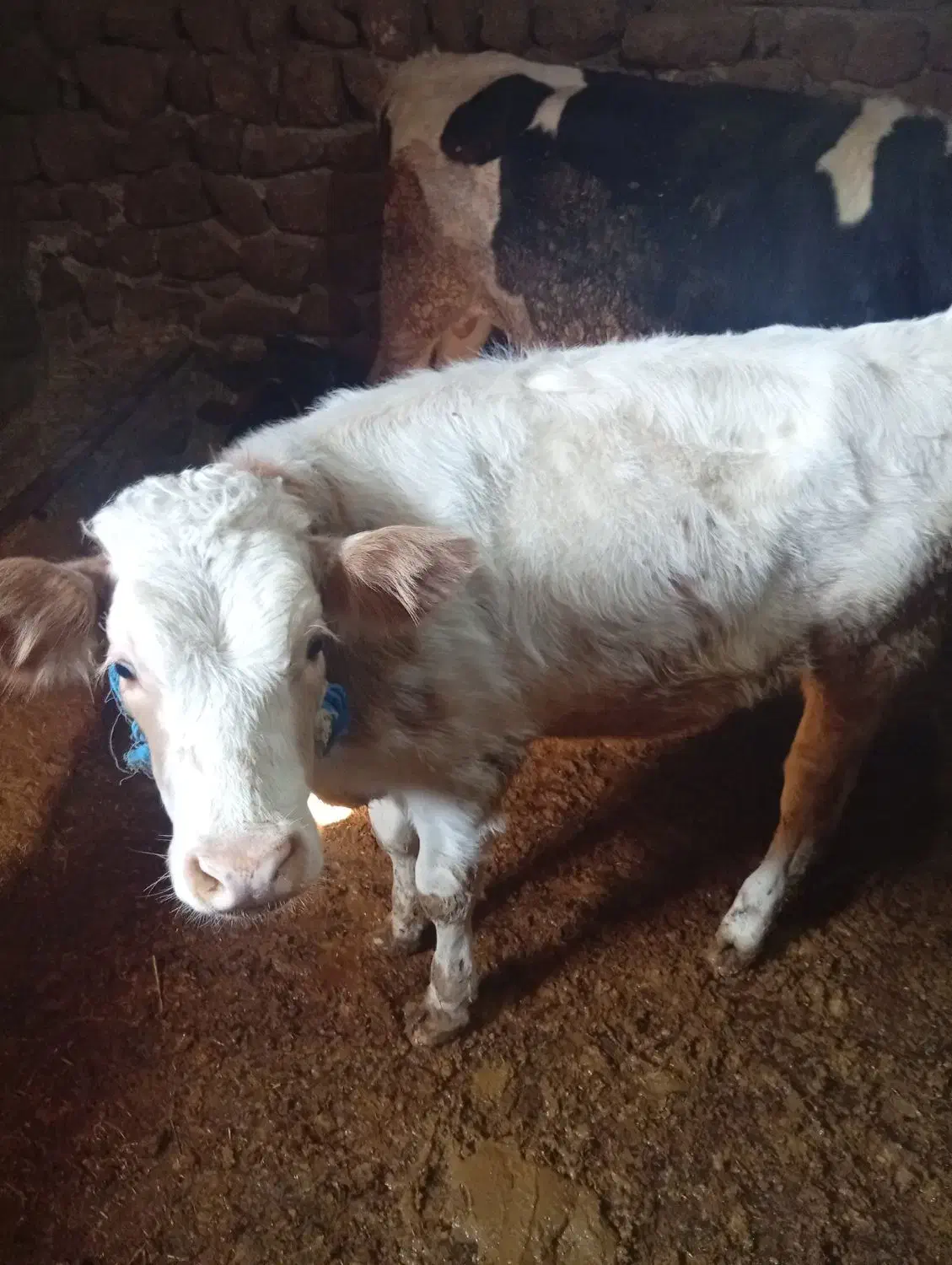 گوساله ماده سیمینتال|حیوانات مزرعه|بیلوار, |دیوار