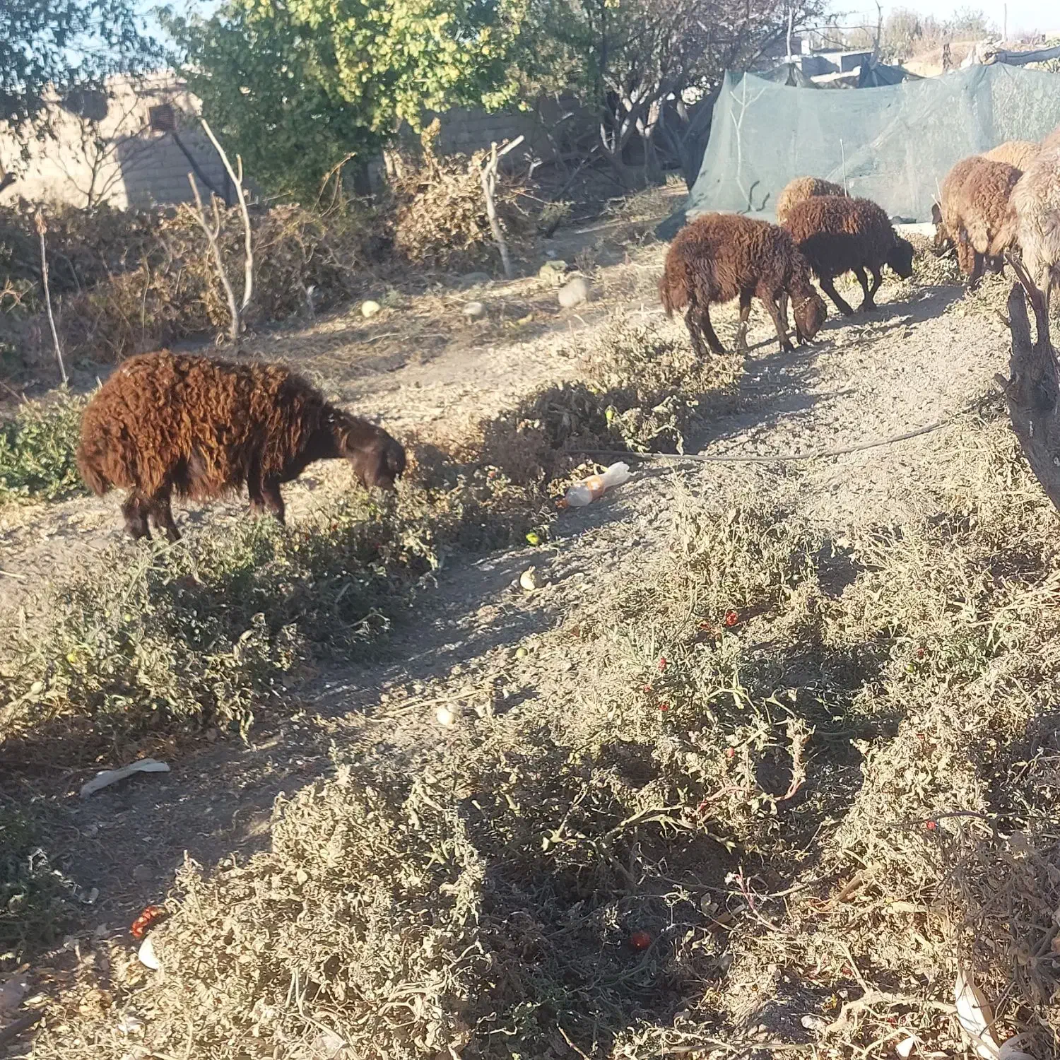 فروش ۹ عدد بره|حیوانات مزرعه|جوین, |دیوار