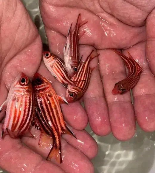 ماهی آبشور|ماهی|لیردف, |دیوار