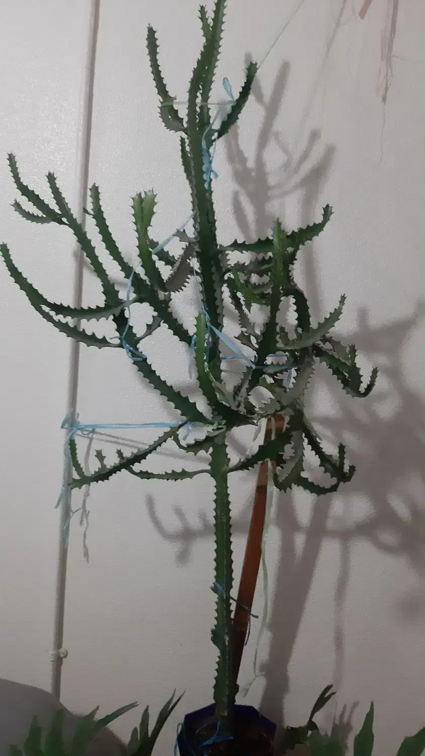 گل کاکتوس|گل و گیاه طبیعی|شاهینشهر, گزبرخوار|دیوار