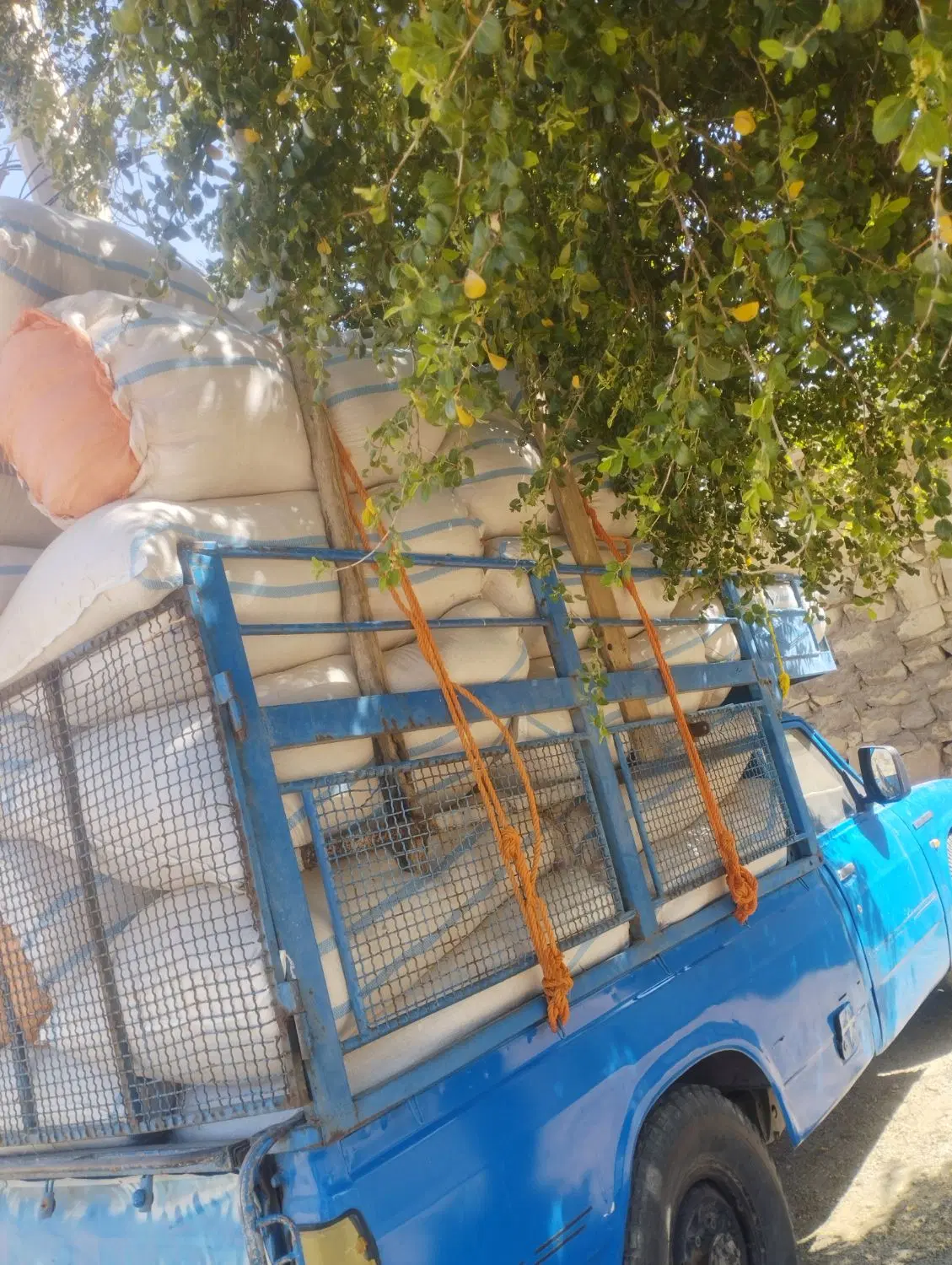 کاه|لوازم جانبی حیوانات|مسجد سلیمان, |دیوار