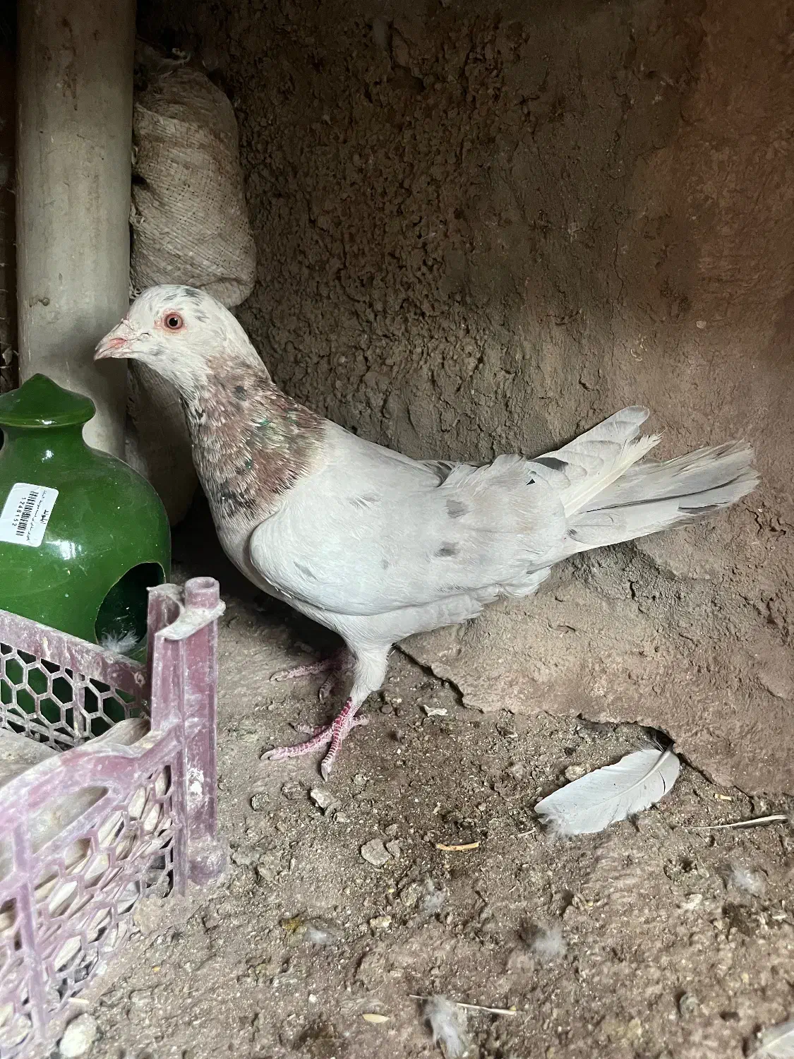 نر سرور|پرنده|طالقان, |دیوار