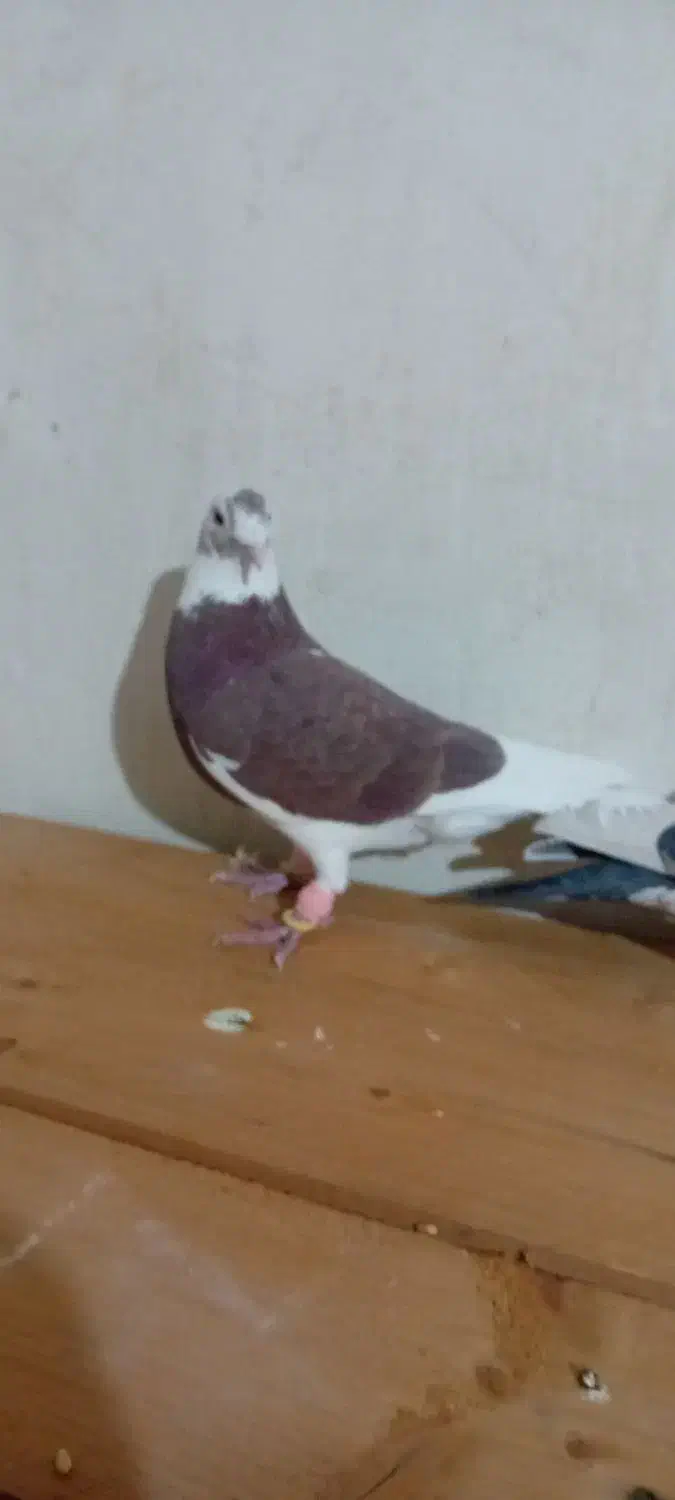 کفتر|پرنده|قزوین, |دیوار