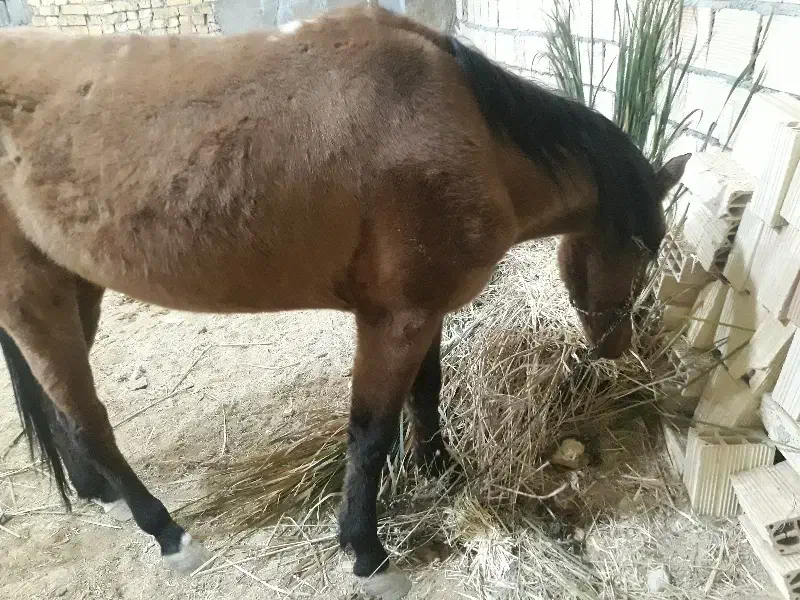 اسب|اسب و تجهیزات اسب‌سواری|دامغان, |دیوار