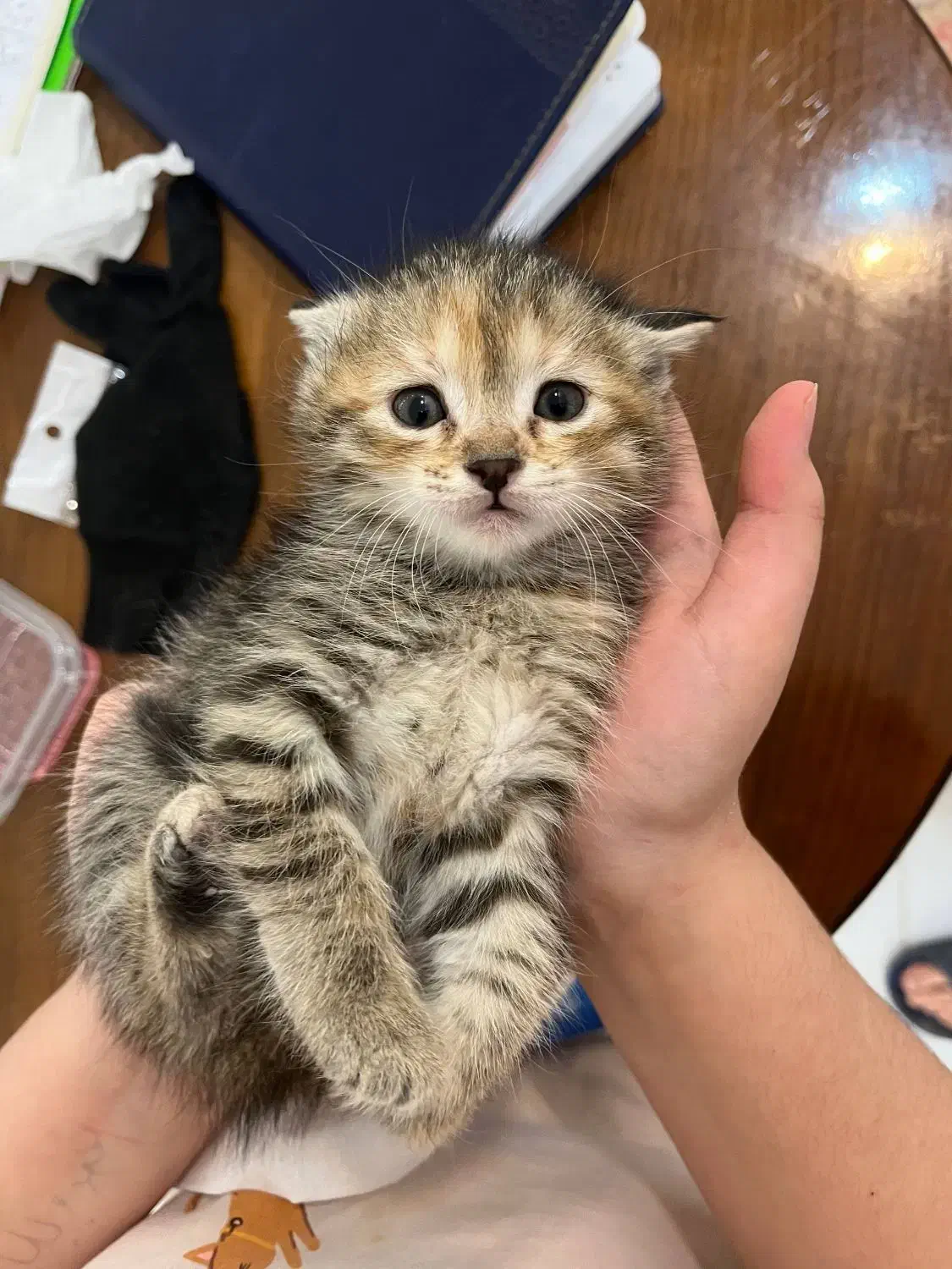 فروش گربه|گربه|مینودشت, |دیوار