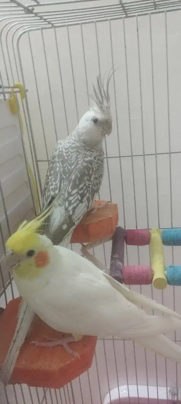 مولد واقعی کارداده مست|پرنده|زنجان, |دیوار