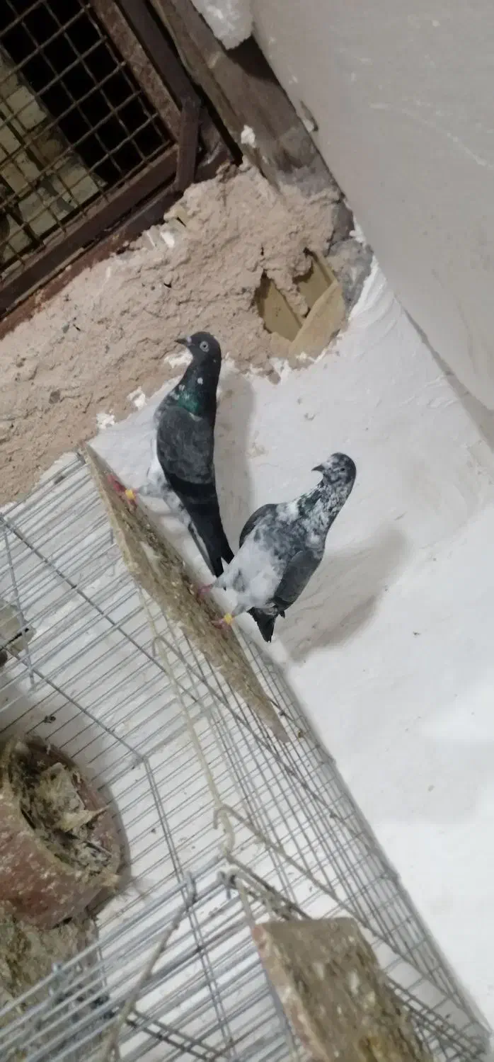 جفت کبوتر چپرا|پرنده|میناب, |دیوار